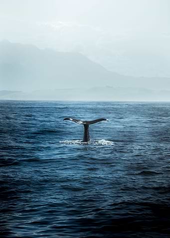 Tail of a whale