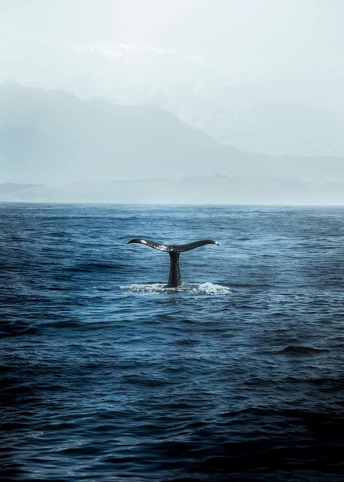 Tail of a whale