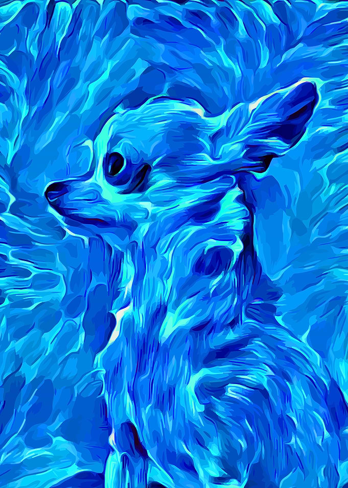 Chihuahua Turcuoise