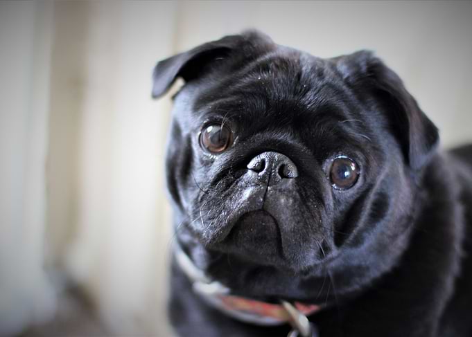 Small Black Pug