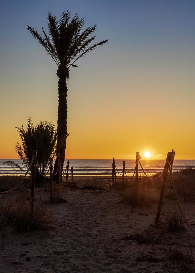 Palm tree sunrise beach