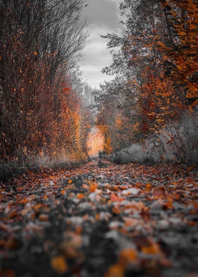 fallen leave orange street