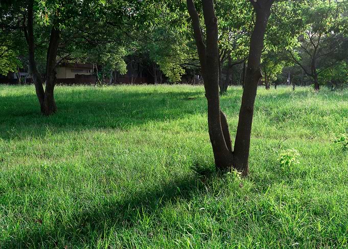 Tree on green grass