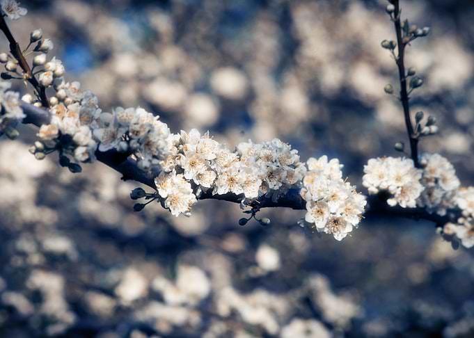 White Flowers