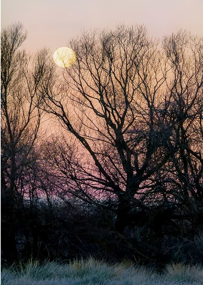 a tree evening sunset