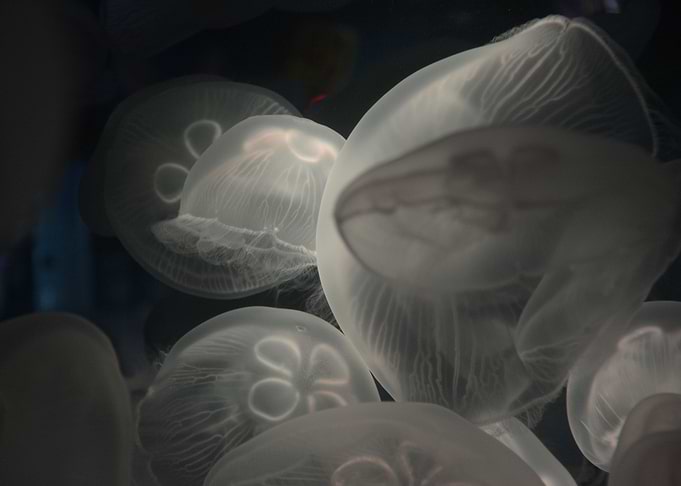Strange World of Jellyfish