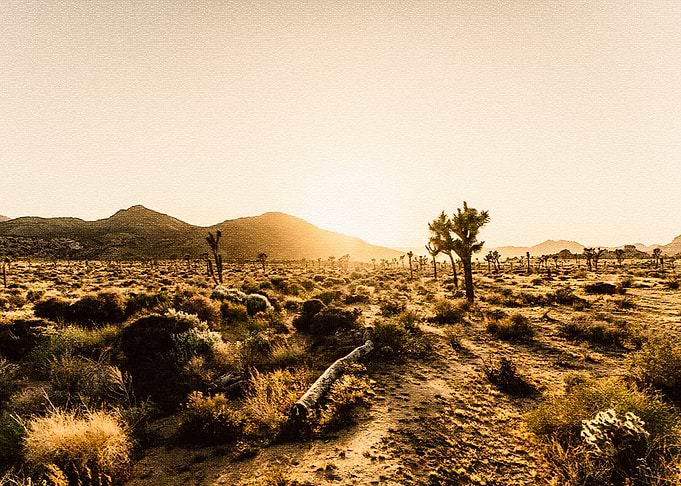 Joshua tree