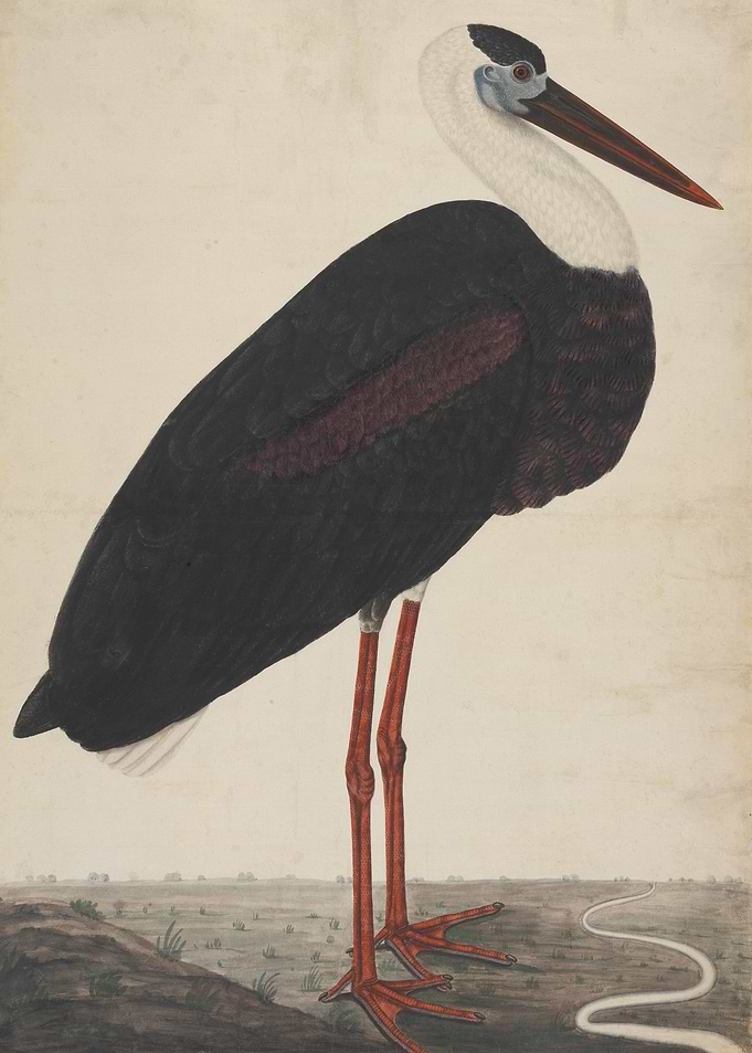 Black Stork