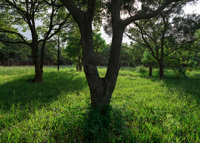 Tree on green grass