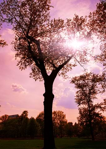 Sunset Tree