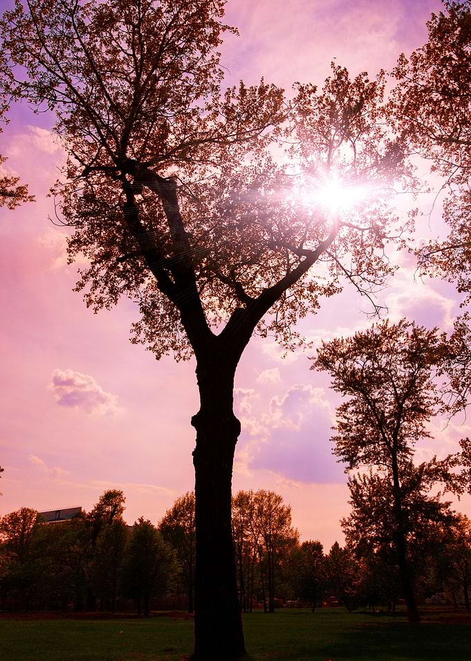 Sunset Tree