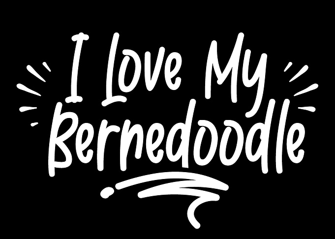 Love my Bernedoodle