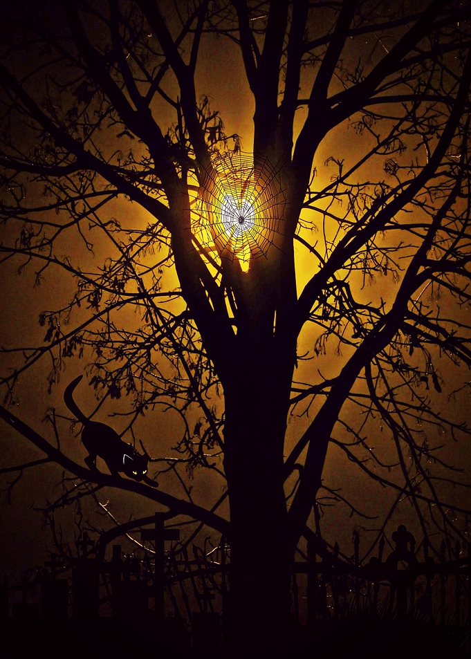 tree sunset and cat art