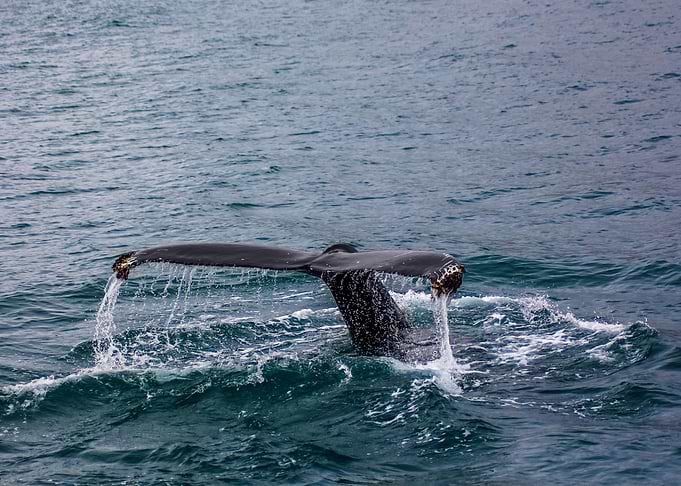 Whale Chapters
