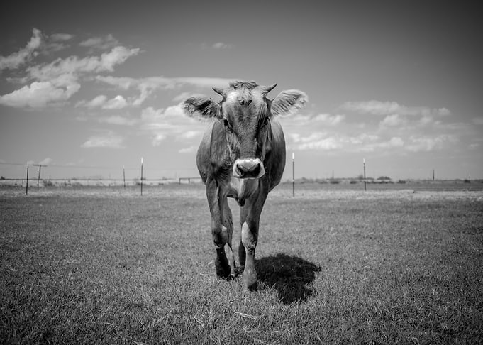 Centered Dairy Cow