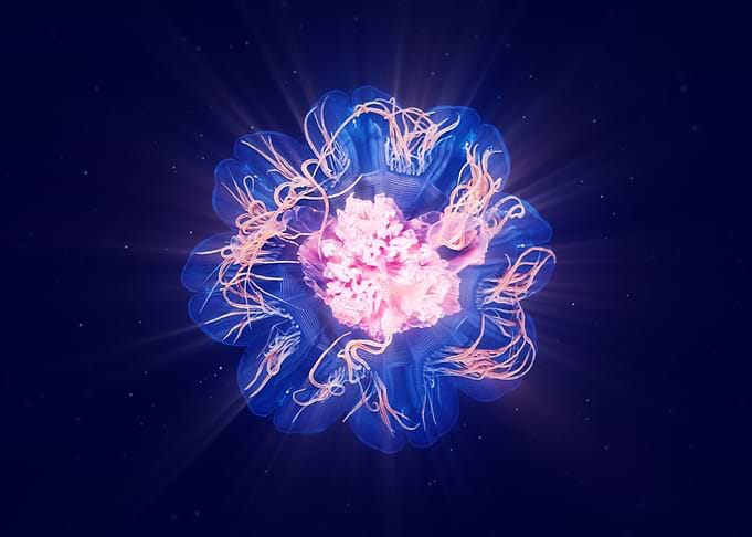 Jellyfish shine