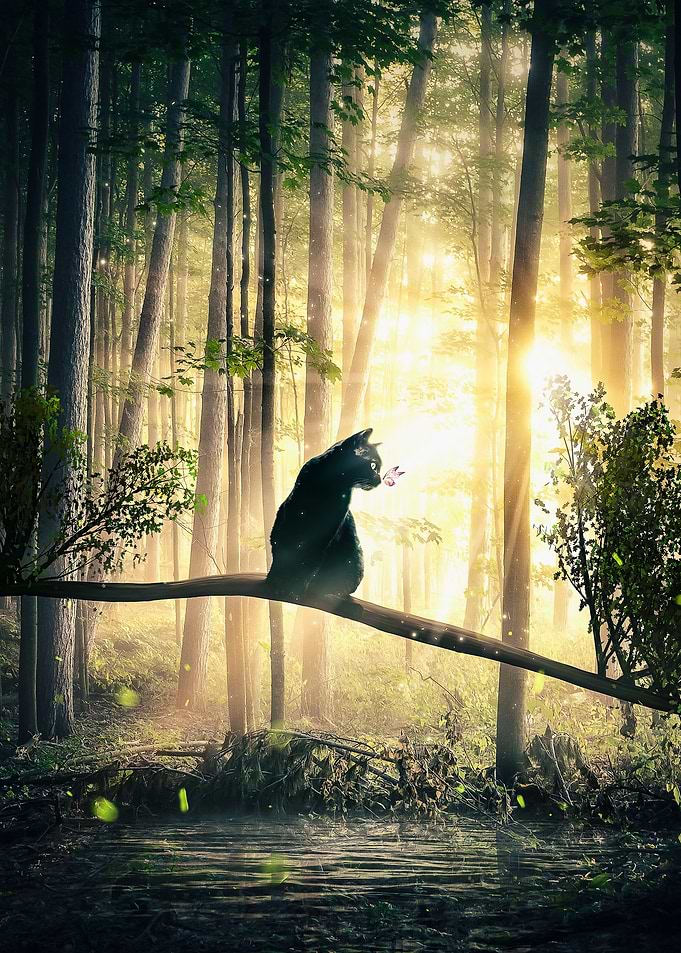 Cat, Sun and Forest