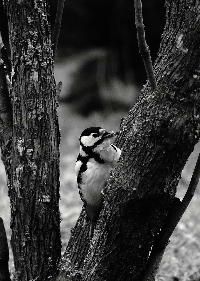 Great spotted woodpecker