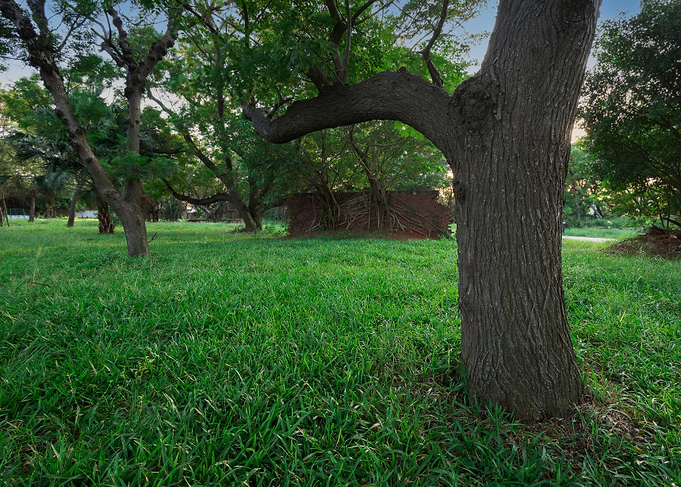 Tree on green grass