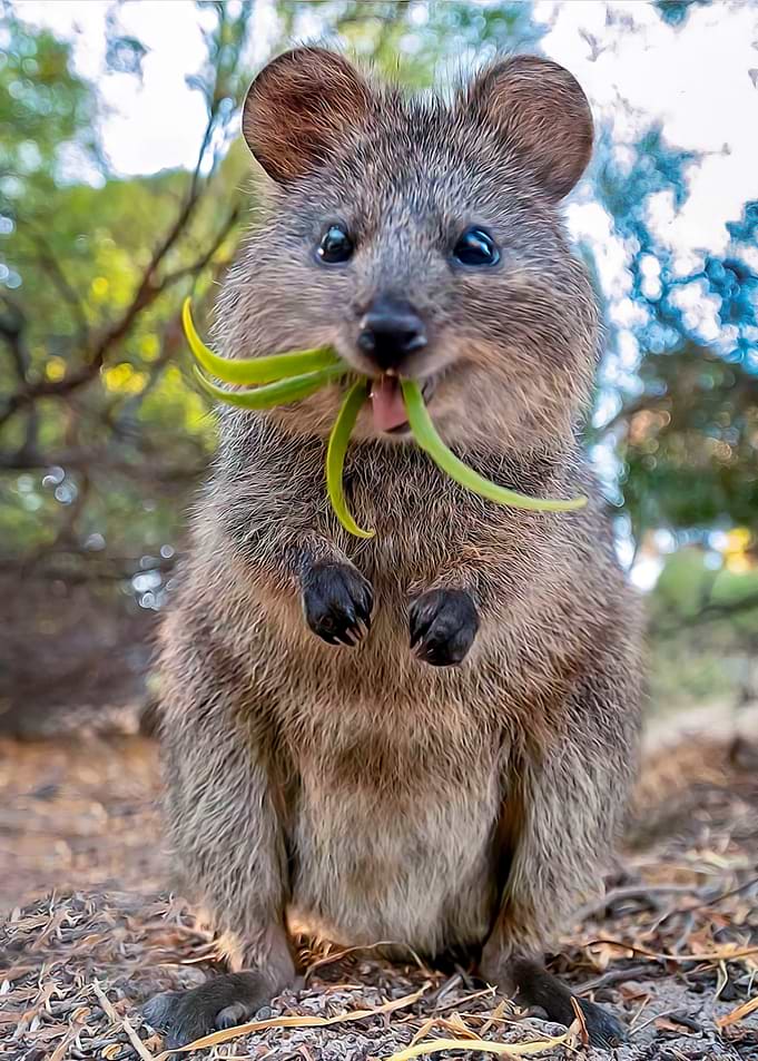 Vegetarian