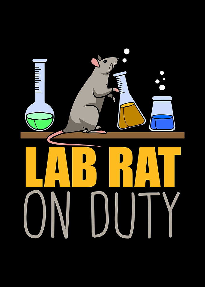 Rat Rodent Rats