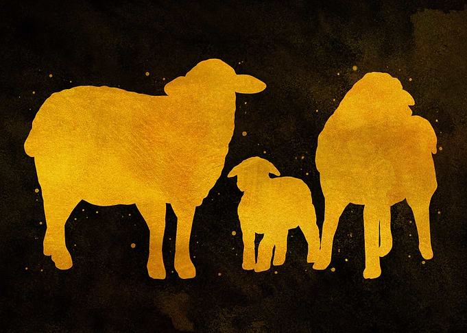 Sheep Family