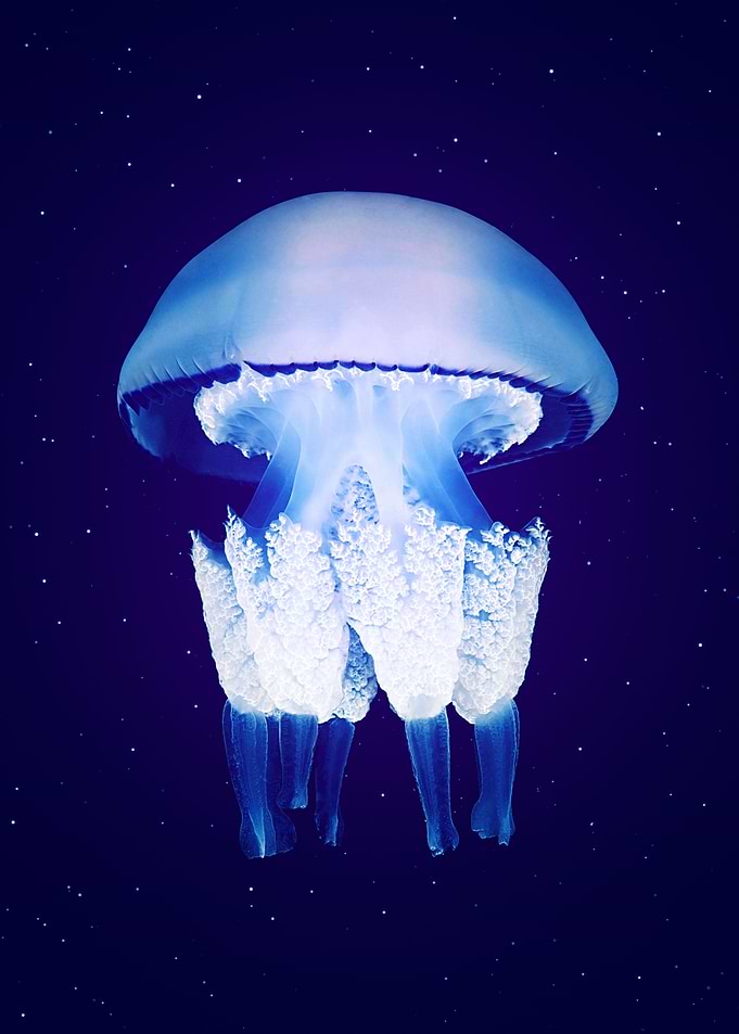 Barrel jellyfish