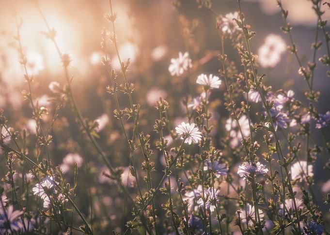 Flowers in Sunlight Garden