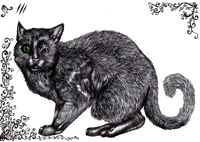 One eyed cat