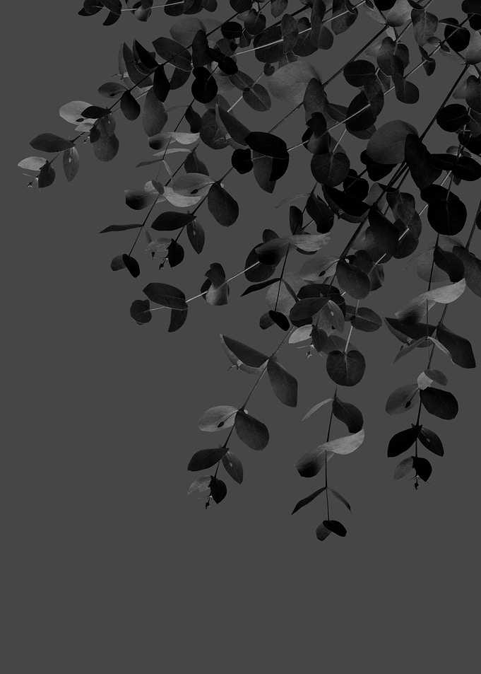 Eucalyptus Charcoal Noir 1