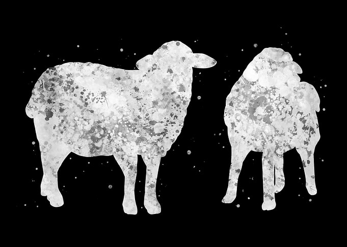 Sheep