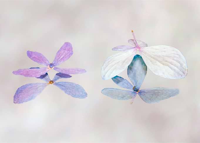 Hydrangea Reflections