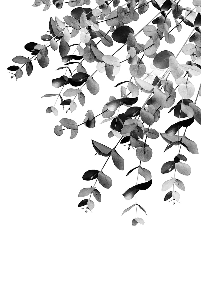 Eucalyptus BW Delight 1