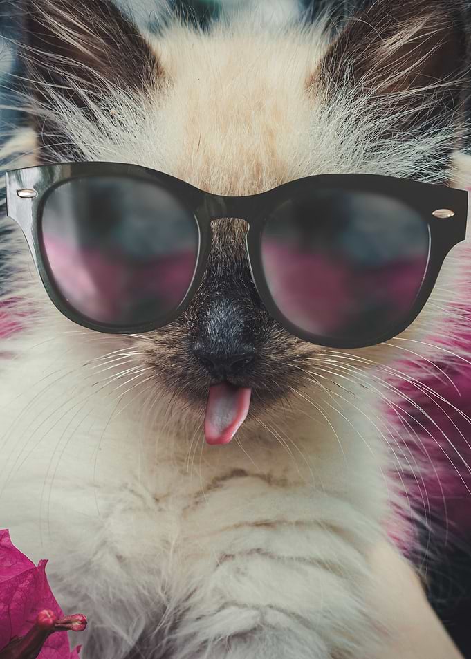 Cool cat 2
