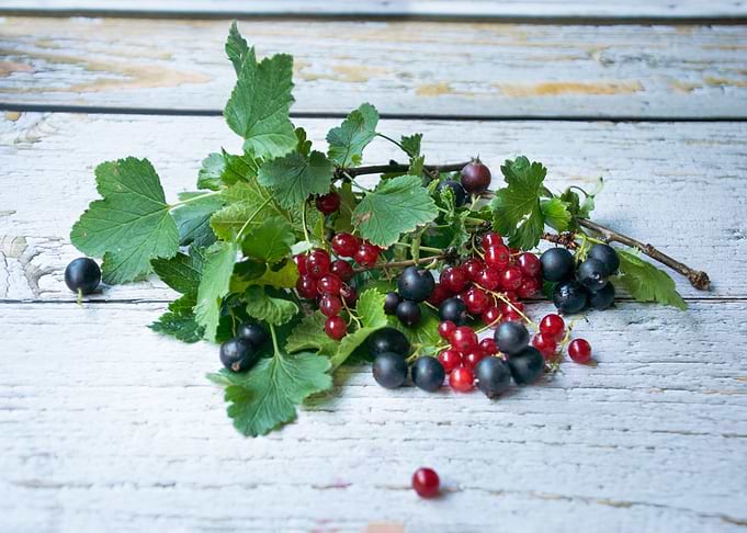 Red and black currants