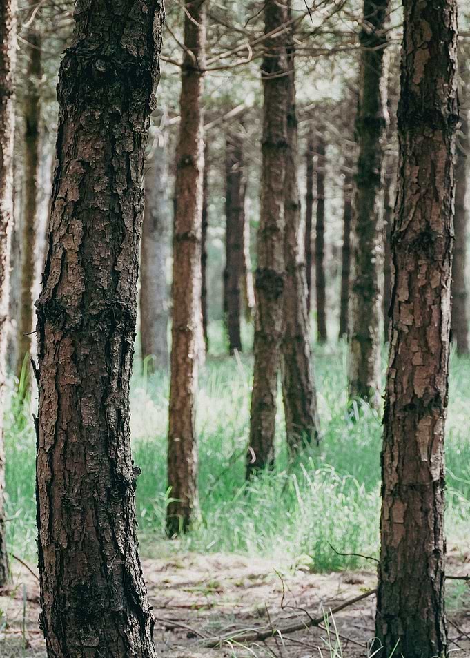 Pine Forest