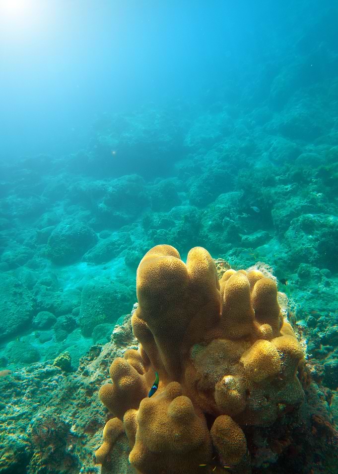 Underwater Coral