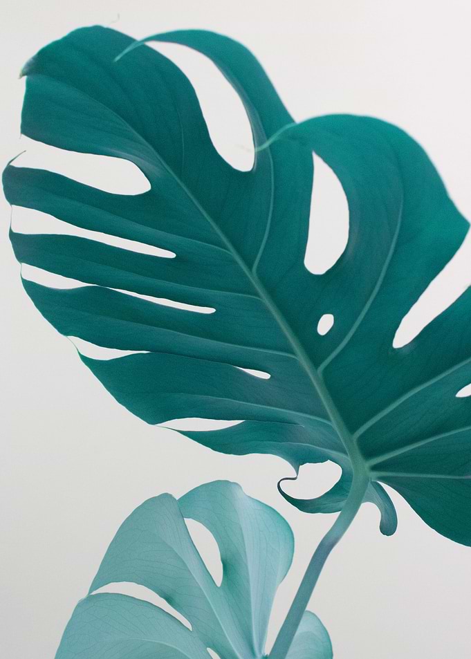 Monstera Leaves Dream 1