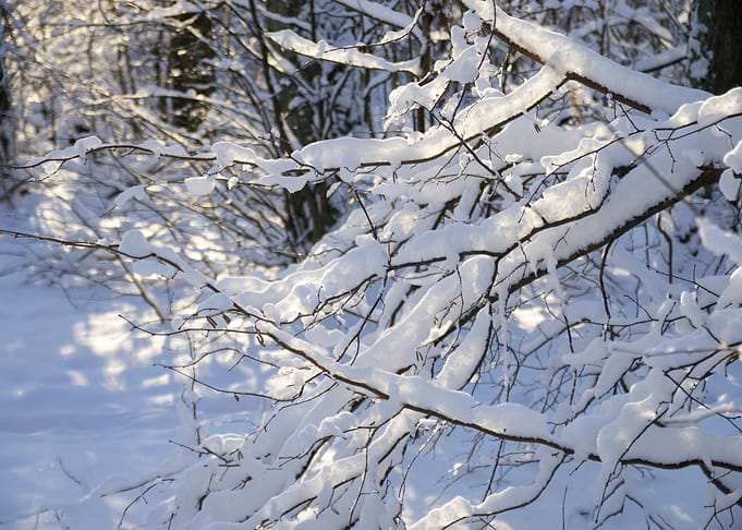 Snow in Winter Forest