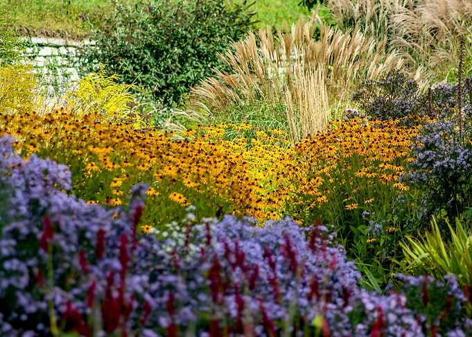 Mixed flowers
