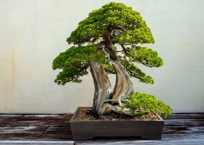 Bonsai Art Tree