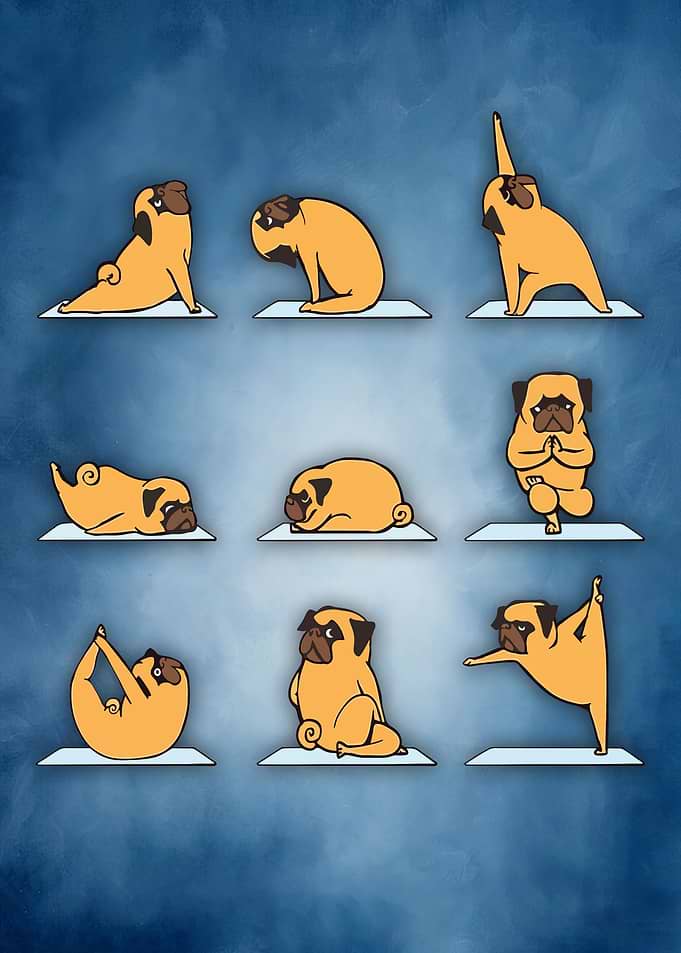 49 Yoga animal 49