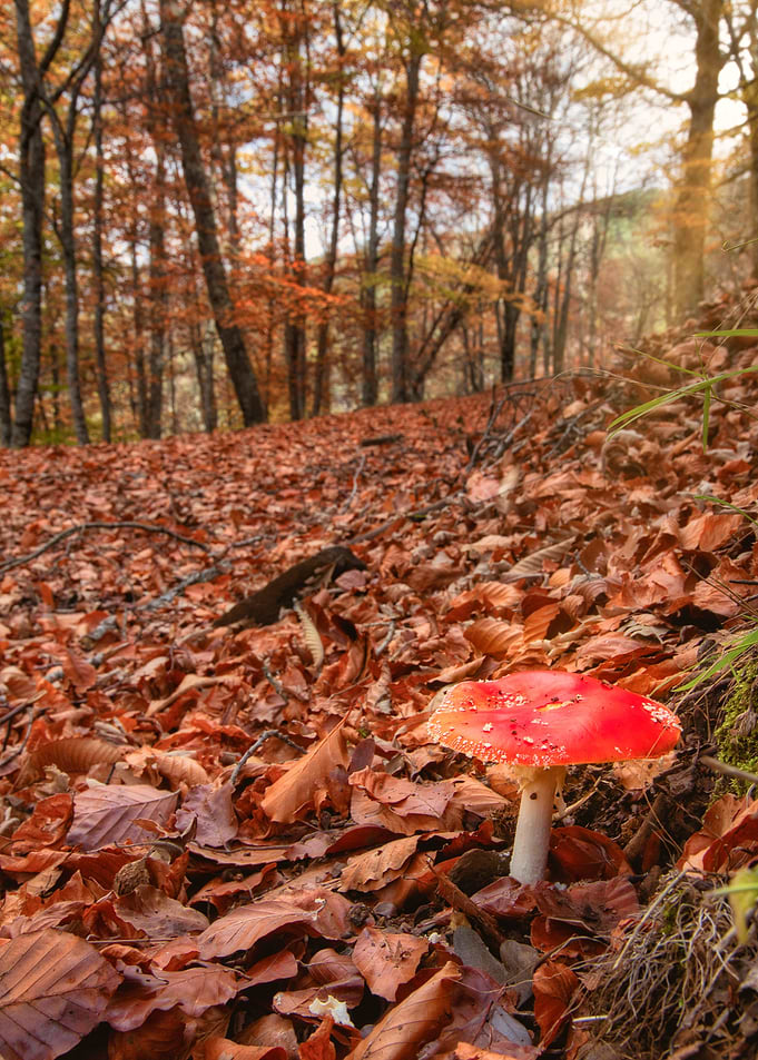Mushroom in autumn
