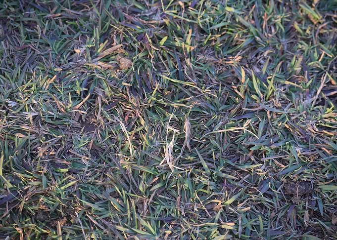 Grass Art