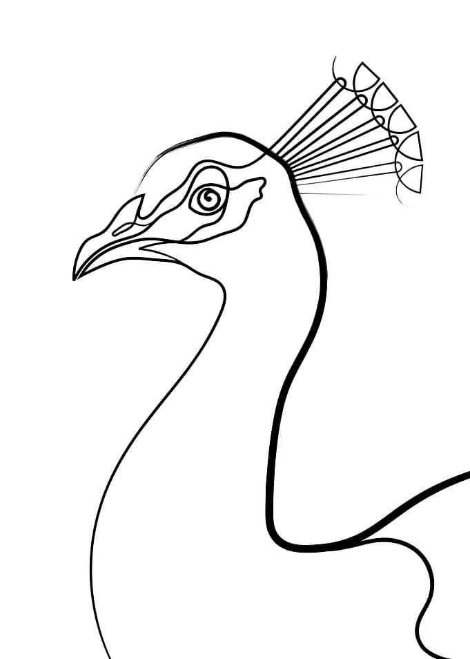 Peacock Line Portrait