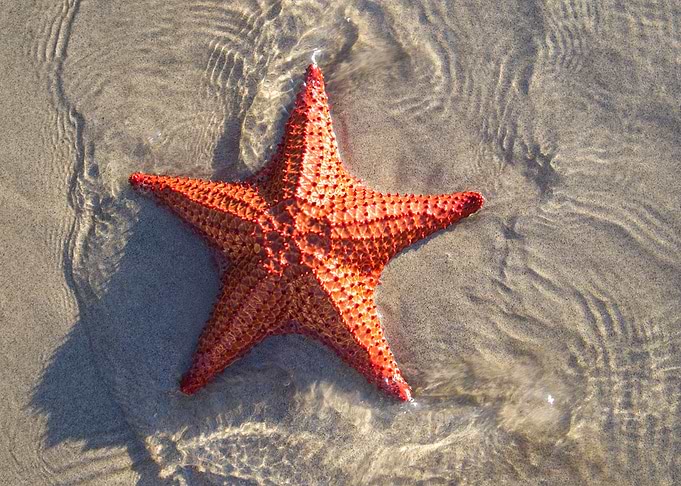 Starfish