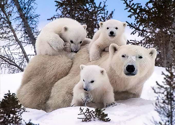 Polar Bear