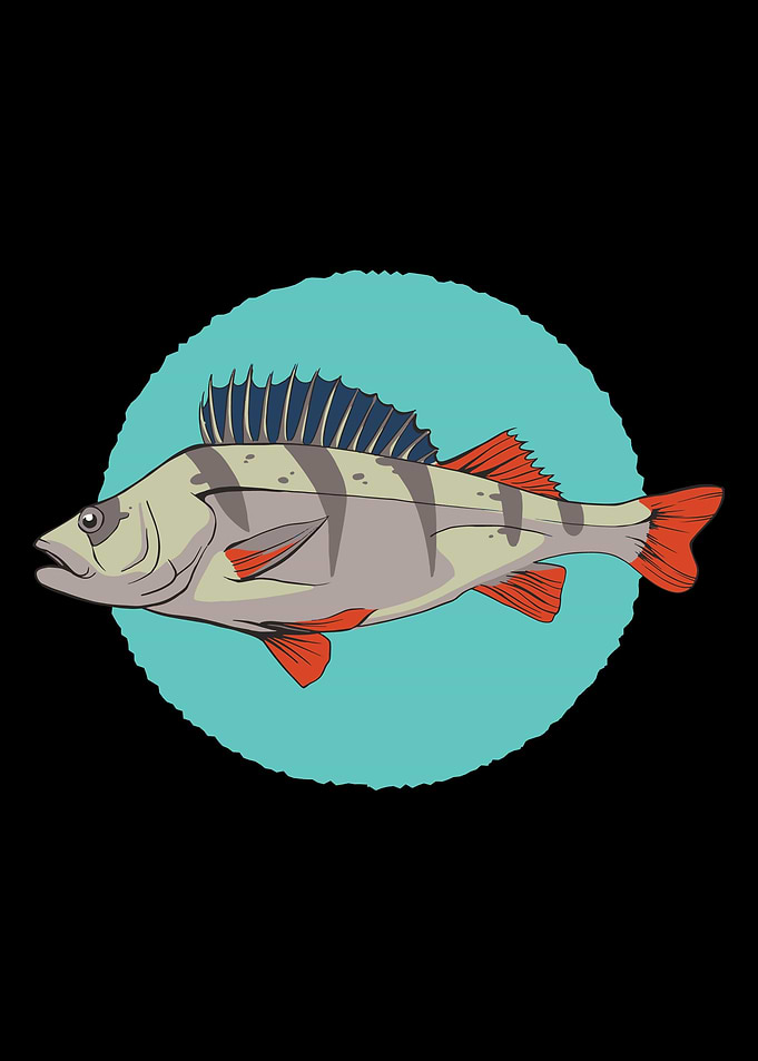 european perch fish