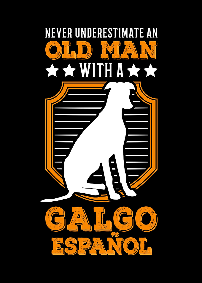 Galgo Espaol Old Man