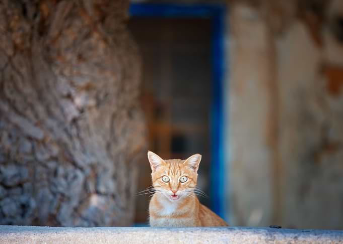 Cat, pet, green eyes